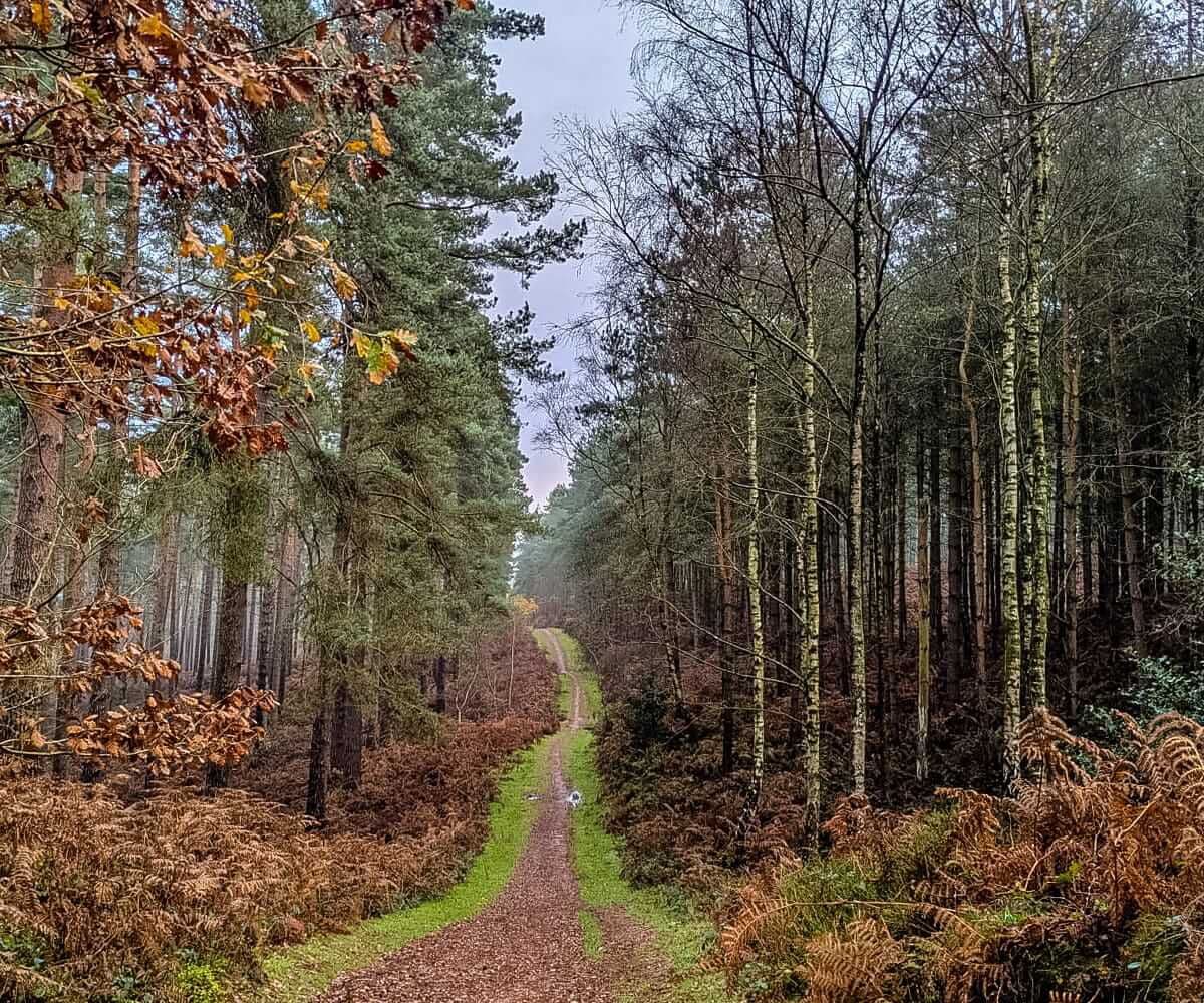 Brothers Hike: Cannock Chase — Birmingham Brothers Hiking Club · birmingham